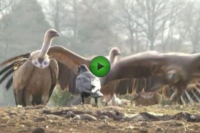 Un vídeo. -  Un vídeo. -